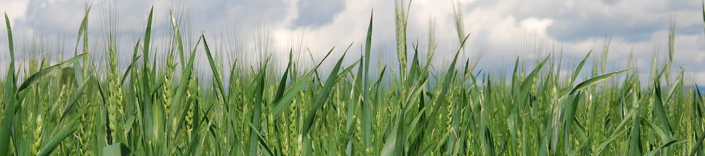 Fungizide | FMC Agricultural Solutions Deutschland